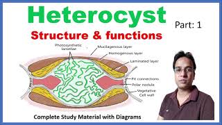 Heterocyst Structure and Function  Cyanobacteria  Blue green algae  Part 1 [upl. by Adley]