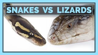 Snakes VS Lizards Which Make Better Pets [upl. by Lonee]