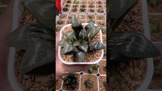 Haworthia Correcta Kejin Variegated haworthia plants garden [upl. by Pepillo]