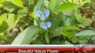 Commelina benghalensis Benghal dayflower Tropical spiderwort Beautiful Nature Flowers and Gardens [upl. by Airdnaed]