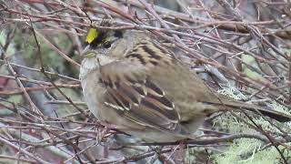 Golden crowned sparrowDungeness County Park [upl. by Burner]