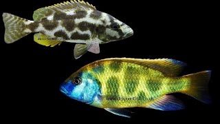 Livingstoni and Venustus cichlids  Tropical freshwater fish for sale [upl. by Ynneb853]