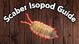 Porcellio Scaber Isopod Care Guide  Lava Isopod Guide  Spooderpods [upl. by Assel418]