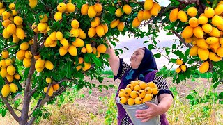 Harvesting Lots of Fresh Loquats and Making Delicious Drink for Winter [upl. by Ashti]