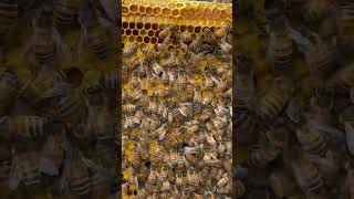 ASMR No Context Honeybees Part 2 beelife beekeeping bee insect honey beekeeper 2024 asmr [upl. by Joachim]