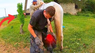 This horse COULDNT stand the smell was VERY HORRIBLE  full horse hoof cleaning [upl. by Hirasuna]