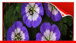 16 EyeCatching Varieties Of Hardy Geranium 🛋️ [upl. by Todhunter415]