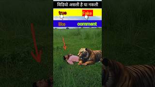 Tiger eating a man reels wildlife animals trendingreels viralreels offbeat [upl. by Dene]