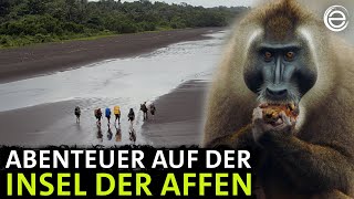 Unter Afrikas Affen ‒ Das Abenteuer  Erlebnis Erde [upl. by Omle162]