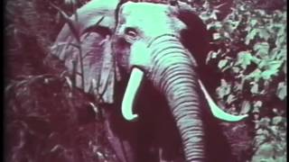 1964 RCA TV Commercial filmed in the Jungle Cruise at Disneyland [upl. by Tiossem]