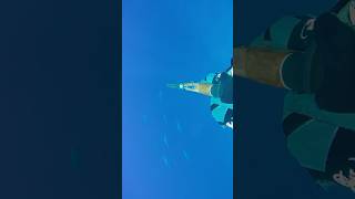 Epic Encounter Mazen vsThe Giant Tuna in the Red Sea DivingAdventure TunaChase UnderwaterAction [upl. by Daveta721]