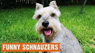 Funny Schnauzers Moments [upl. by Ireland]