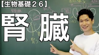 【生物基礎26】腎臓の構造について〜糸球体？ボーマンのう？腎細管？ネフロン？集合管？〜 [upl. by Niahs27]