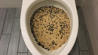 Will it Flush  Bird Food [upl. by Spancake]