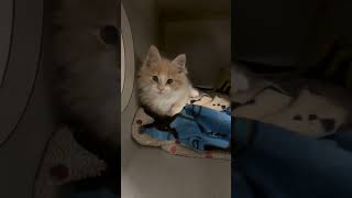 Kitten Found Alone on the Freeway Suffering from a Shattered Foot and Painful Wounds STORY BELOW [upl. by Newton981]