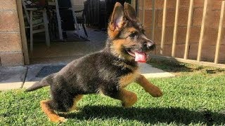 Funniest amp Cutest German Shepherd Puppies 19  Funny Dogs Compilation 2018 [upl. by Fast160]