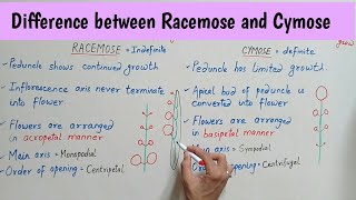 Difference between Racemose and Cymose Inflorescence  Racemose Vs Cymose Inflorescence Bilingual [upl. by Ecirahc945]