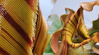 Carnivorous plant nepenthes veitchii closer look [upl. by Ertemed]