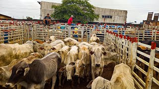 CONFIRA O PREÇO DO GADO NA FEIRA DE GADO DE SOLÂNEAPBparte02 [upl. by Yrrot]