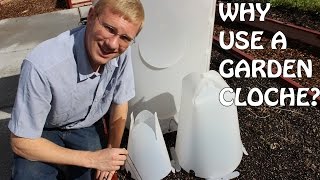 Why Use A Garden Cloche [upl. by Aimek]