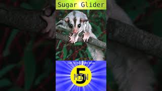 Sugar Glider  Short [upl. by Ellak]