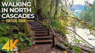 Walking the Autumn Forest Trails of North Cascades  4K Virtual Hike with Relaxing Forest Sounds [upl. by Mabelle]