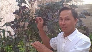 How to Save Rare Perennial Purple Tree Collard Seeds [upl. by Enyahc]