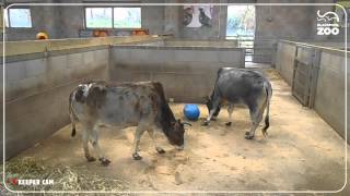 Animal Enrichment with Ribby Hall [upl. by Martella]