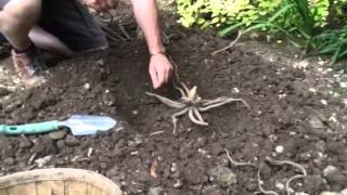 How to plant eremurus  Tims Tips from Directbulbs [upl. by Nwahsed]