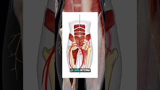 ❗️ALIVIA EL DOLOR DE PUBALGIA❗️ejercicio fisio anatomia pubis aductores abdominales abductor [upl. by Draillih702]