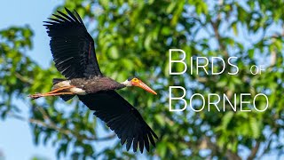 A birding adventure in Sabah  Discover the Spectacular Avian Diversity of Borneo  Birds of Borneo [upl. by Hisbe]