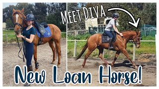 MEET MY NEW LOAN HORSE DIVA [upl. by Howzell366]