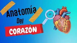 Anatomía del Corazón 2024 Todo lo qué necesitas saber [upl. by Aaren]