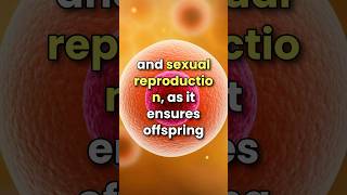 What is Meiosis 3D animation  cell division shorts [upl. by Tirrej]