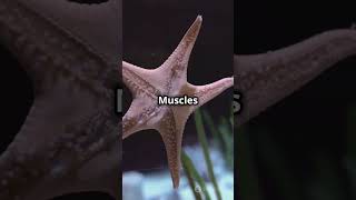 Echinodermata phylum kingdomanimalia kingdom starfish know facts class11th animalia animals [upl. by Ettevad]