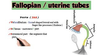 Fallopian tubes anatomy  uterine tubes anatomy [upl. by Ellebasi]