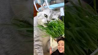 Organik kedi çimini denedim catgrass kedi cat [upl. by Notnats567]