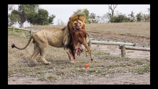 Theres a LION in CAMP And 2 LEOPARDS squabble [upl. by Orlov]