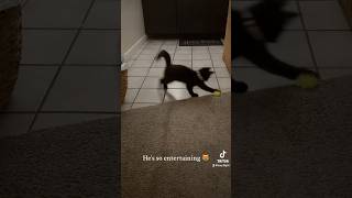 kitten cute pets playtime florida [upl. by Trisa553]