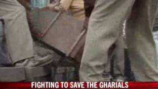 Fighting to save the gharials [upl. by Maxama]