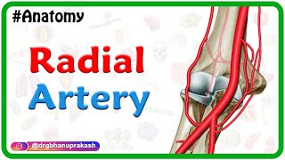 Radial artery Anatomy Animation  Course﻿ Branches ﻿Clinical aspects  Usmle review [upl. by Dorolisa]