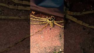 Huntsman Spider 🕷 firsttimebyncn [upl. by Fredenburg]