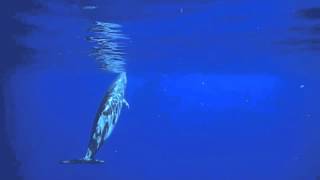 Cuviers Beaked Whale off the Big Island of Hawaii [upl. by Sianna]