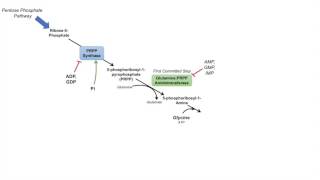 Purine Synthesis and Salvage Pathway [upl. by Eilyab151]