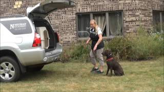 Coco Chocolate Labrador Retriever Dog Training Video [upl. by Chaffinch]