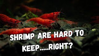 Are Red Cherry Shrimp Hard to Keep  FIND OUT THE TRUTH [upl. by Arorua52]