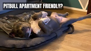 Is Pitbull Good Dog For Apartment [upl. by Swart]