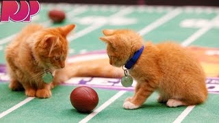 Kittens Show Off Their Football Skills For The Kitten Bowl [upl. by Anaerol623]