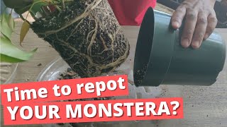 When should you repot your Swiss Cheese Plant  Monstera Deliciosa  tips  tricks  follow along [upl. by Nebeur]