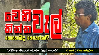 වෙනිවැල්  තිත්ත වැල් quotකොහොමද හොයන්නේ quot  Herbal Plants  Sri Lanka ThilakKandegama [upl. by Kyla]